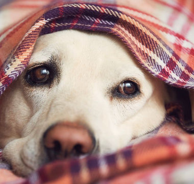 Signs Your Dog is Anxious (And How to Help Them Cope)