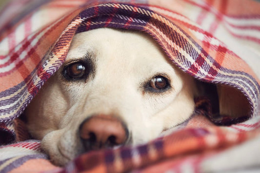 Signs Your Dog is Anxious (And How to Help Them Cope)