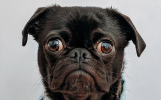 Is CBD Oil Good for Dogs with Anxiety?