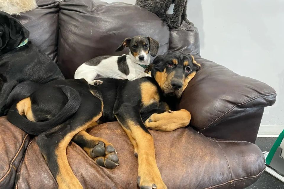 Love Knows No Bounds: Archie and Greta’s Heartwarming Friendship ...