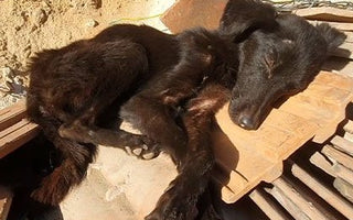 Starving Rescue Dog Undergoes Major Transformation And Her Tail Won’t Stop Wagging
