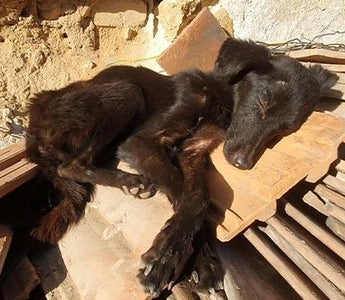 Starving Rescue Dog Undergoes Major Transformation And Her Tail Won’t Stop Wagging