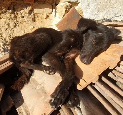 Starving Rescue Dog Undergoes Major Transformation And Her Tail Won’t Stop Wagging