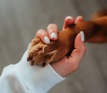 Arthritis in Dogs: Managing Joint Pain During Cold Months