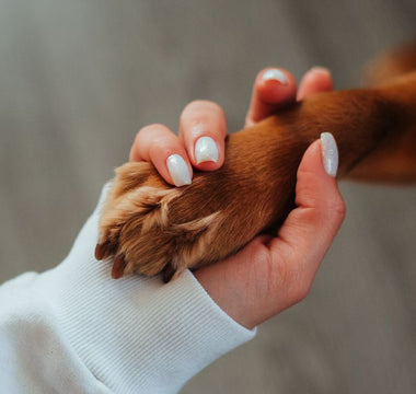 Arthritis in Dogs: Managing Joint Pain During Cold Months
