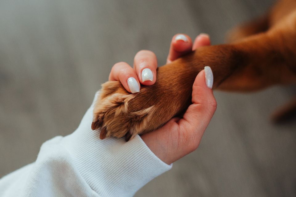 Arthritis in Dogs: Managing Joint Pain During Cold Months