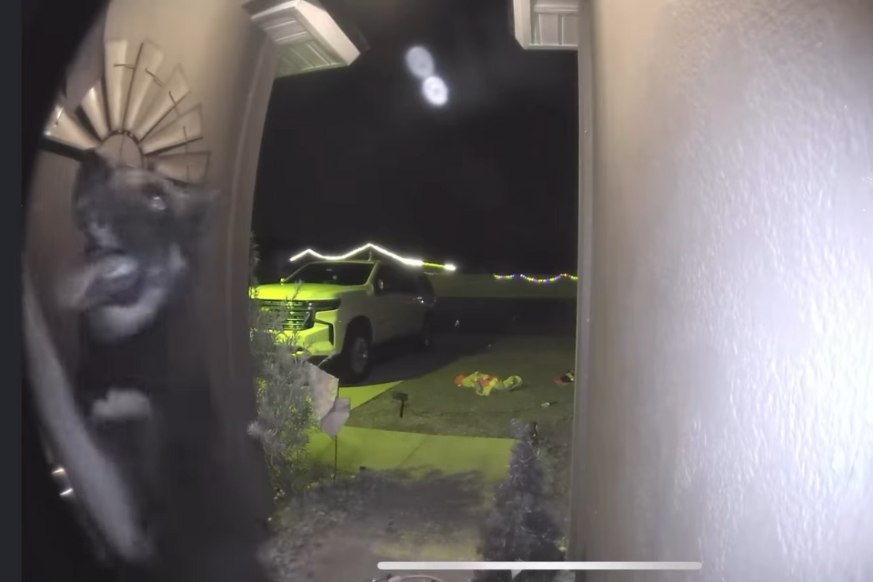 dog ringing doorbell