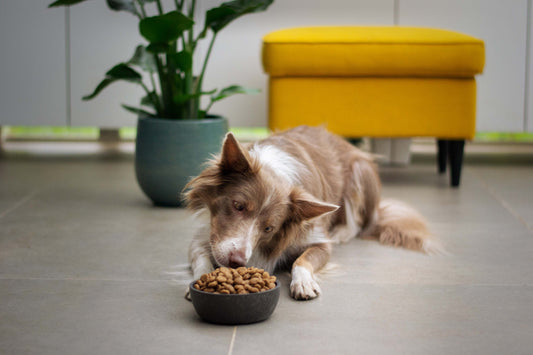Homemade Dog Food Recipes for Joint Support