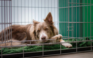 How to Prevent Kennel Cough