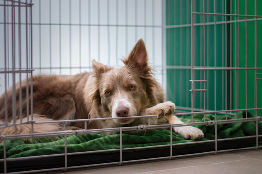 How to Prevent Kennel Cough