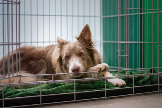 Tips for Crate Training Your Puppy