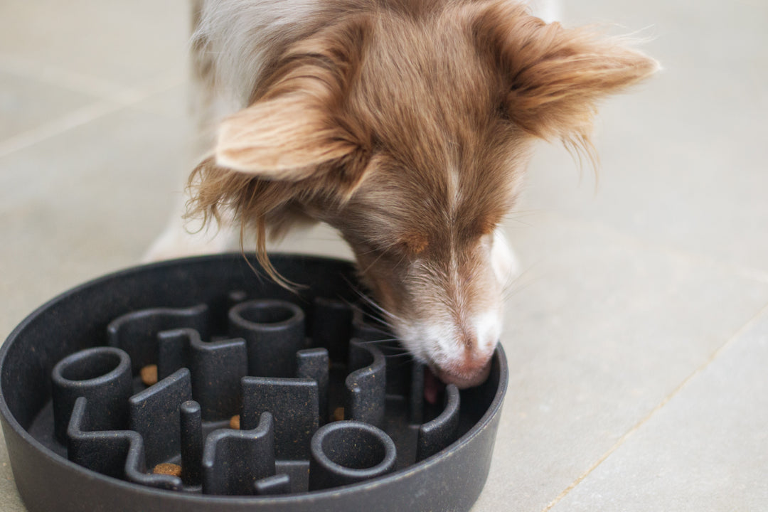 Enhancing Dog Enrichment and Mental Stimulation