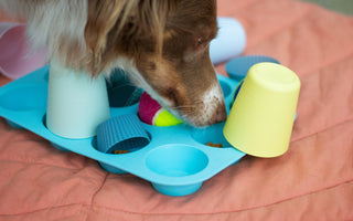 Canine Brain Boosters: 5 Tips for Keeping Your Dog Mentally Sharp