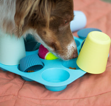 Canine Brain Boosters: 5 Tips for Keeping Your Dog Mentally Sharp