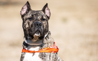 Dog from Kentucky Humane Society Wins National Hero Dog Award