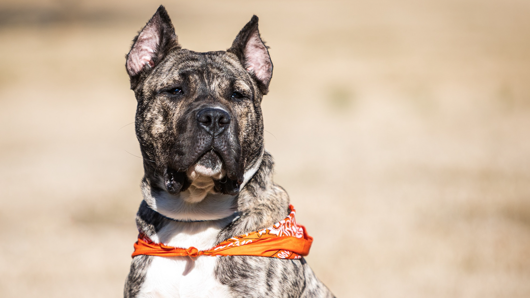 Dog from Kentucky Humane Society Wins National Hero Dog Award