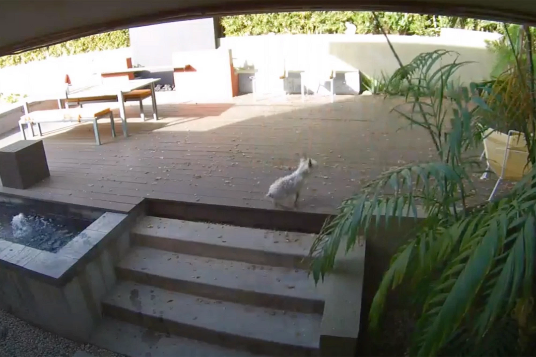 Small Dogs Chase Off Bear That Broke Into California House While Owner Napped