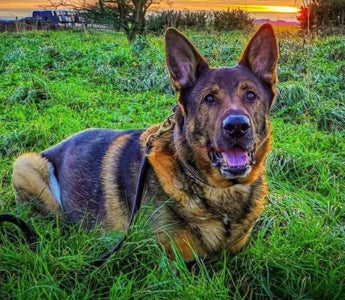 bear the german shepherd dog sitting in a grassy field