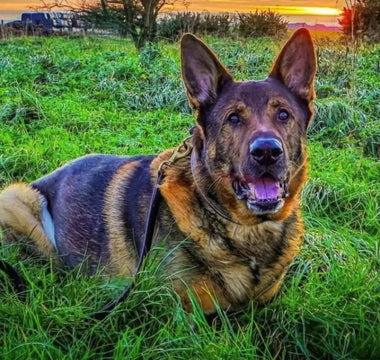 bear the german shepherd dog sitting in a grassy field