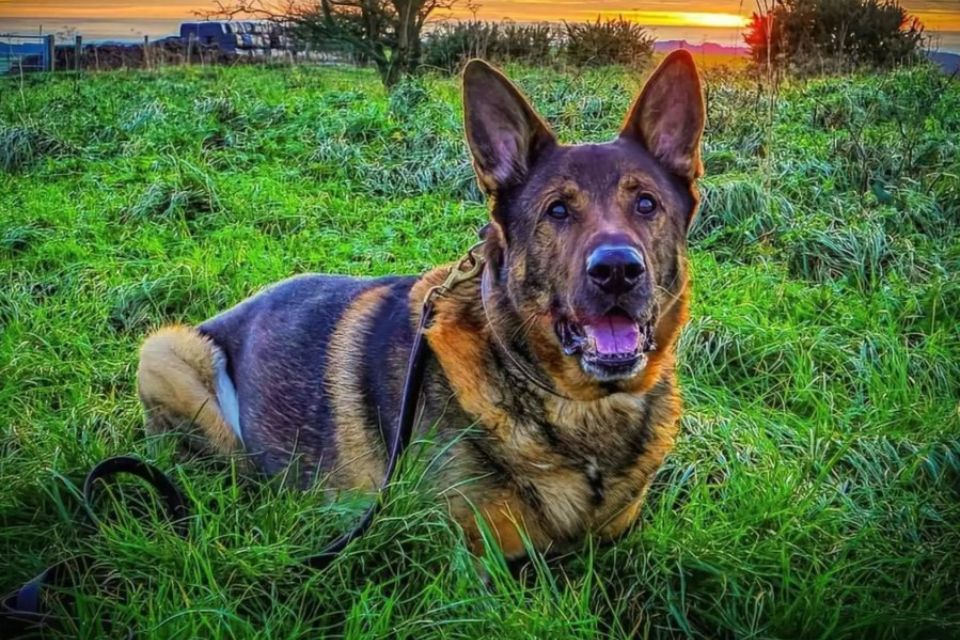 bear the german shepherd dog sitting in a grassy field