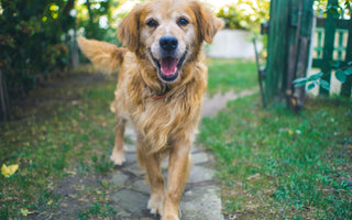 Low-Impact Exercises for Senior Dogs