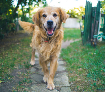 Low-Impact Exercises for Senior Dogs