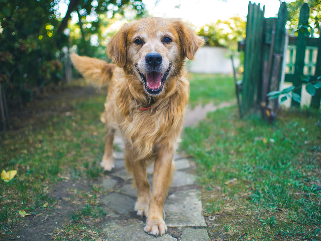 Low-Impact Exercises for Senior Dogs