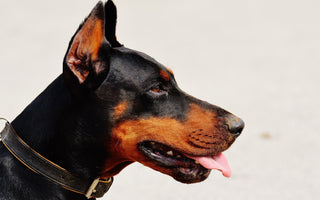 Can Laser Treatments Help a Dog with Arthritis?
