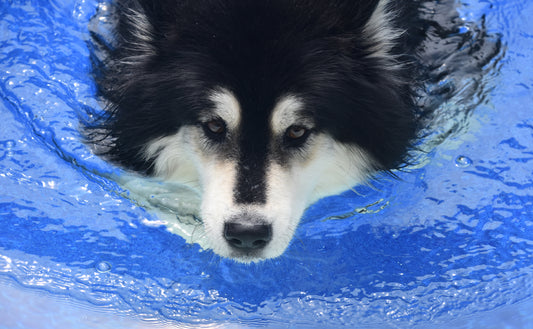 Aquatic Exercise for Dogs: A Gentle Approach to Joint Health