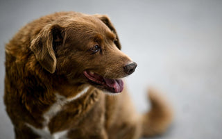 The World's Oldest Dog Turns 31!