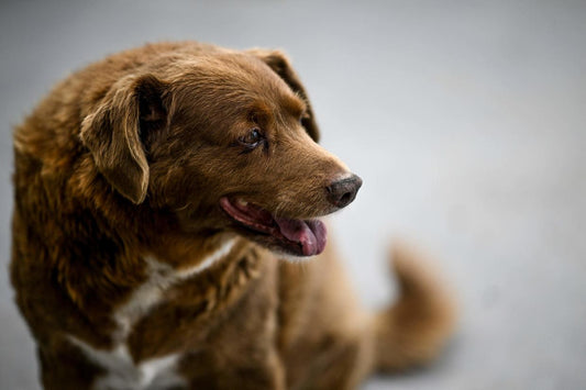 The World's Oldest Dog Turns 31!