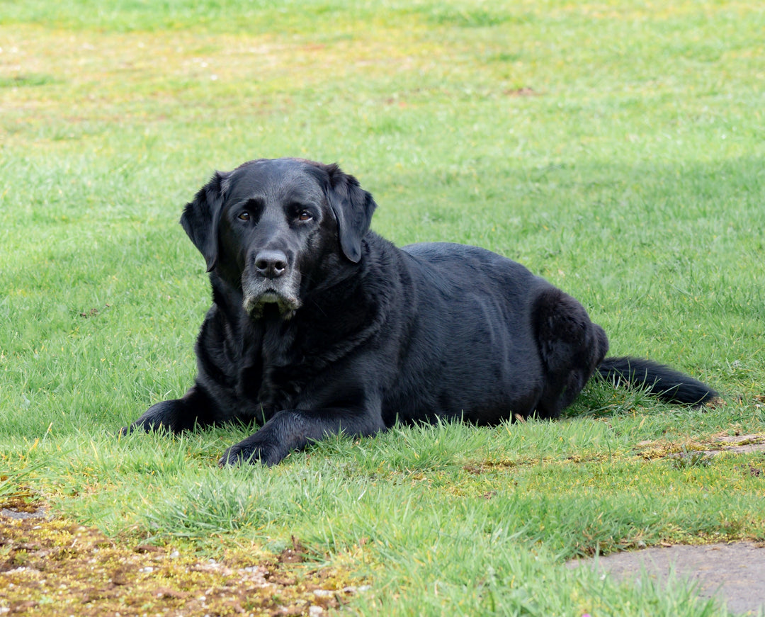 How to Help an Arthritic Elderly Dog