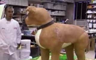 When is it time to take the dog to the vet?