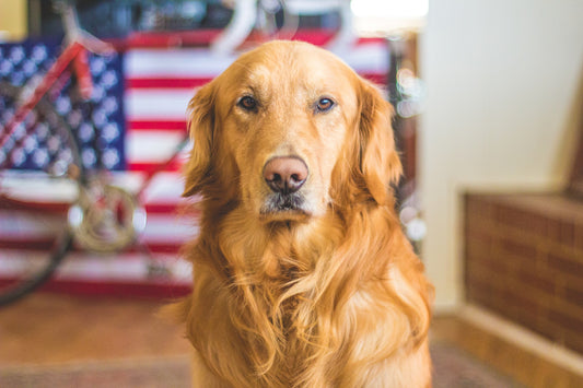 Why You Should Buy Pet Products Made in the USA