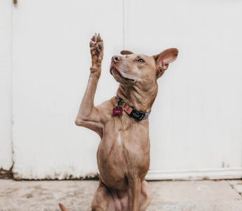 My Dog Has Hip Dysplasia... What Should I Do?