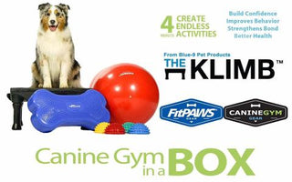 Top Ten Holiday Gifts for Your Big Dog