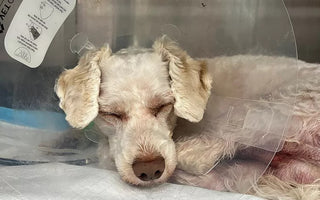 Community Helps Pay for Dog's Medical Costs After Accident