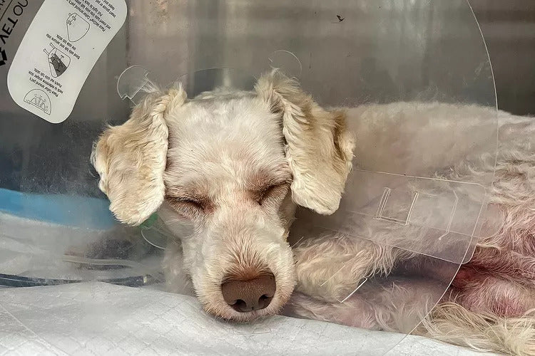 Community Helps Pay for Dog's Medical Costs After Accident
