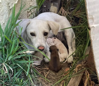 Rescuers Set Out to Help a Dog and Find Adorable Surprises