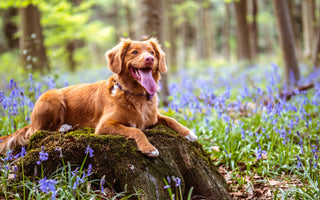 What are the Benefits of CBD Oil for Dogs?