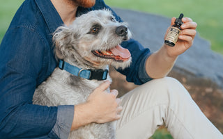 Is CBD Oil Good for Dogs with Joint Pain?