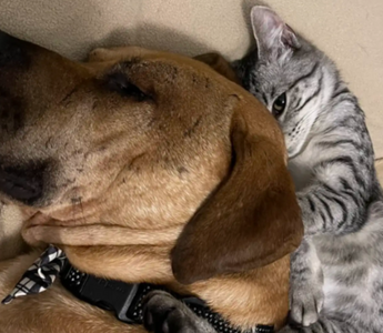 Foster Kittens Help Rescue Dog Overcome His Fears