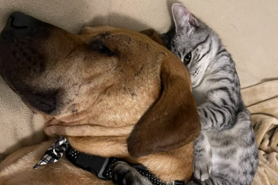 Foster Kittens Help Rescue Dog Overcome His Fears