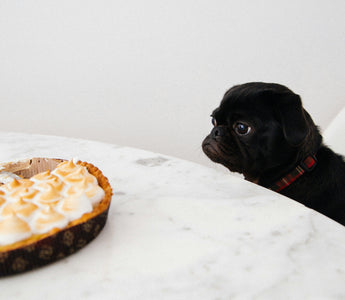 Thanksgiving Do's and Dont's For Your Pup