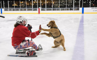 Army Veteran Trains Service Dogs to Help Others in Need