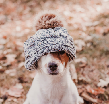 Preparing Your Dog for Cold Weather