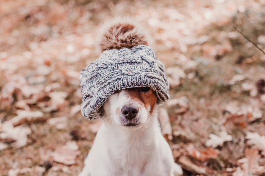 Preparing Your Dog for Cold Weather