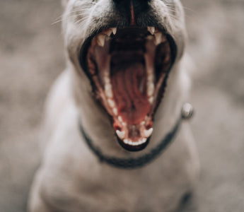 Pet Dental Care 101: Maintaining Fresh Breath and Healthy Teeth