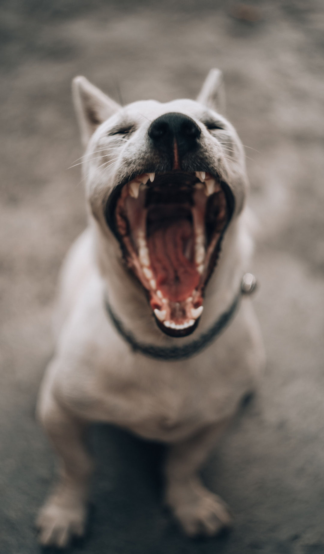 Pet Dental Care 101: Maintaining Fresh Breath and Healthy Teeth