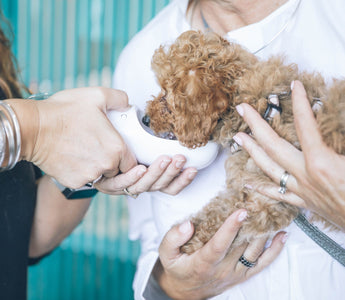 Why is Pet Insurance Important?